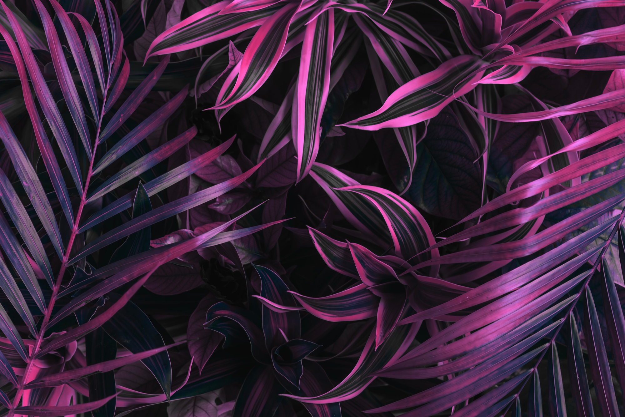 Photograph of dark tropical leaves colored in purple. Creative natural leaf background for design.
